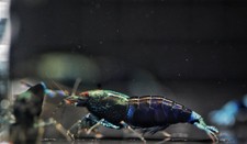 Ocean blue caridina for sale  Cedar Park