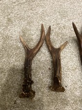 Pairs roe deer for sale  ALTON