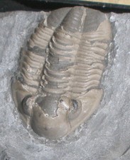 Trilobiten karbon ii gebraucht kaufen  Wuppertal