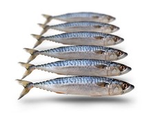 Köderfische makrele klein gebraucht kaufen  Versand nach Germany
