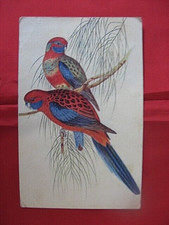 0663 postcard birds d'occasion  Expédié en Belgium