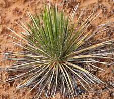 Yucca harrimaniae usato  Napoli
