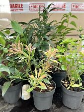 type plant pots for sale type plant pots for sale DEREHAM