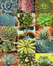 Stunning mixed agave for sale  USA