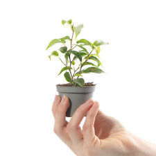 Baby weeping fig for sale  UK