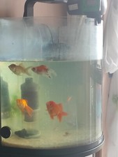 Acquario tetra usato  Vimodrone
