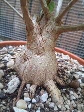 Large ficus brandegeei for sale  Austin