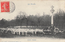 Berger vosgien moutons d'occasion Berger vosgien moutons d'occasion  Vasles