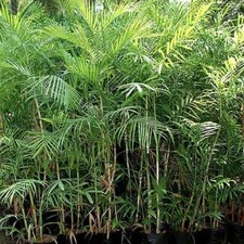 Chamaedorea seifrizii bamboo for sale  Walterboro