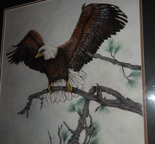 American bald eagle for sale  Portland