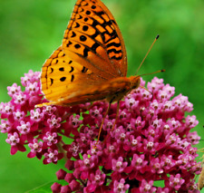 500 swamp milkweed for sale  Portland
