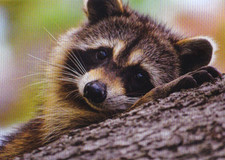 Waschbär racoon postkarte gebraucht kaufen  Deutschland