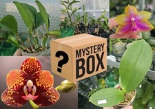 orchid plants for sale  SHREWSBURY