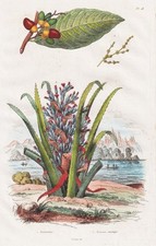 Anacardier ananas sauvage gebraucht kaufen  Seubersdorf