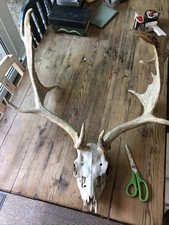 Deer antlers large for sale  WALSALL