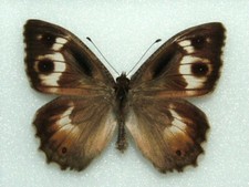 White banded grayling for sale  FOLKESTONE