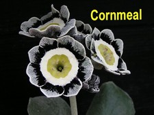 Primula auricula plant for sale  RIPLEY