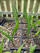 Jubaea chilensis pot for sale  HOLT