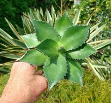 Agave salomonii rare for sale  DARLINGTON