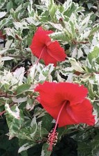Hibiskus variegata rosa gebraucht kaufen  Halle