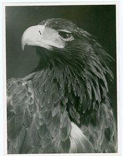 Photo photographie animalière d'occasion  Avignon