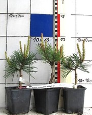 Pinus sylvestris albyn gebraucht kaufen  Bad Bergzabern