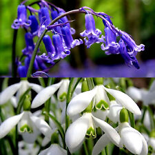 Snowdrops bluebell bulbs for sale  WISBECH