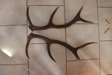 Abwurfstangen geweihstangen hi gebraucht kaufen Abwurfstangen geweihstangen hi gebraucht kaufen  Grainau