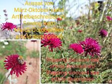 Fiore vedova macedone usato  Spedire a Italy