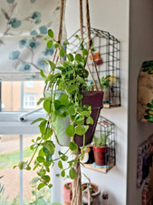 trailing plants for sale  MILTON KEYNES