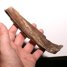 Petrified drift wood for sale  Isabel