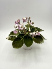 African violet bantiki for sale  Hampstead
