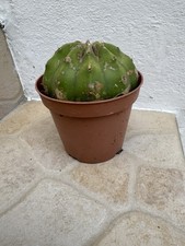 Cactus plante grasse d'occasion  Livry-Gargan