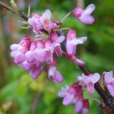 Judas tree for sale  NORWICH