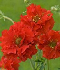 geum for sale  DRIFFIELD