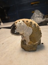 Fossil clam shell for sale  Garretson