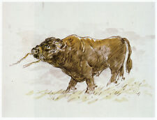Welsh black bull for sale  BARNSLEY