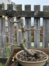 Mature european hornbeam for sale Mature european hornbeam for sale  ABERDEEN