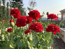 1000 scarlet peony for sale  Spring Branch