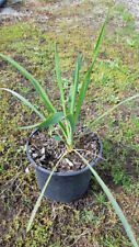 Yucca filamentosa yucca d'occasion  Mont-près-Chambord