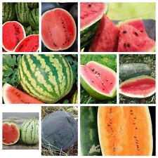 Watermelon seeds collection for sale  Deltona