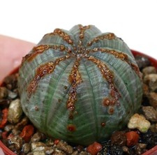 Euphorbia obesa brown usato  Napoli