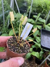 Venus fly trap for sale  GRIMSBY