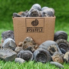 Children fossil box d'occasion  Expédié en Belgium