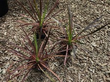 Yucca aloifolia pot for sale  HOLT