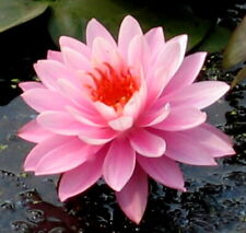 Winterharte seerose nymphaea gebraucht kaufen  Schmidmühlen