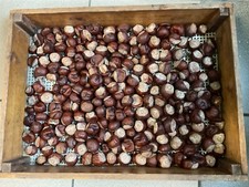 Stück 800 getrocknete gebraucht kaufen  Cham