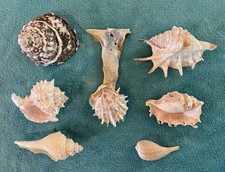 Collection seashells white for sale  La Mesa