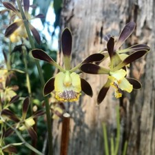 Encyclia alata bs for sale  Gulfport