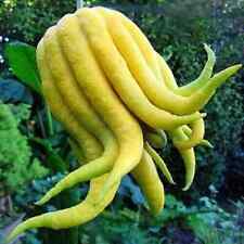 Buddha hand lemon usato  Monreale
